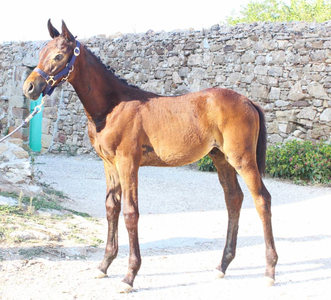 Potro Cheval de Selle Italien En venta 2025 Bayo moreno por CASALITO