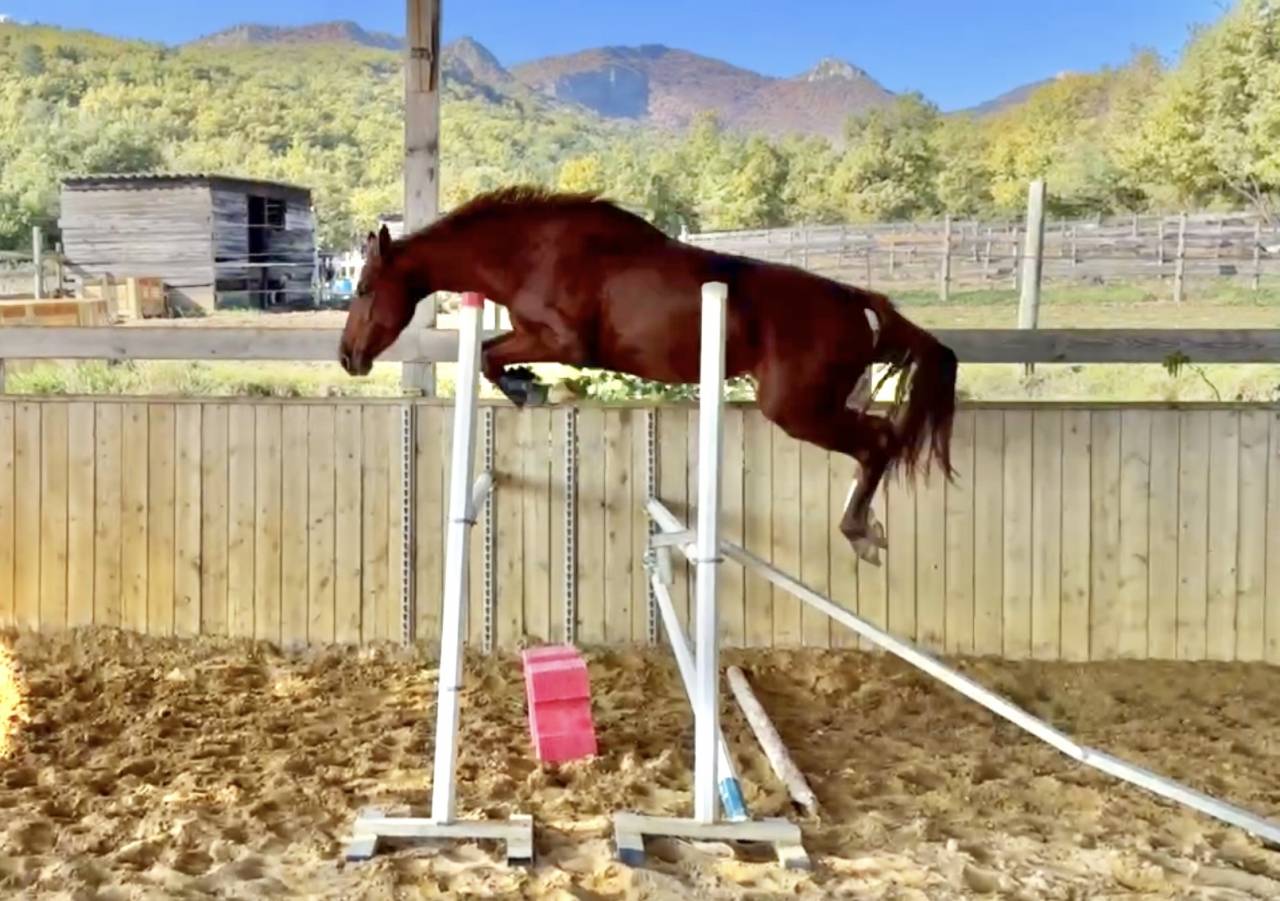 Yegua Silla Francés En venta 2022 Alazán por papillon de l'odyssee