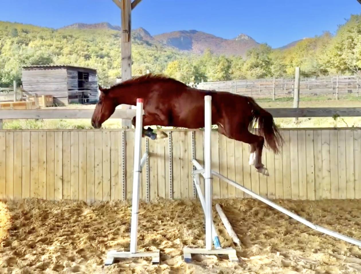 Yegua Silla Francés En venta 2022 Alazán por papillon de l'odyssee