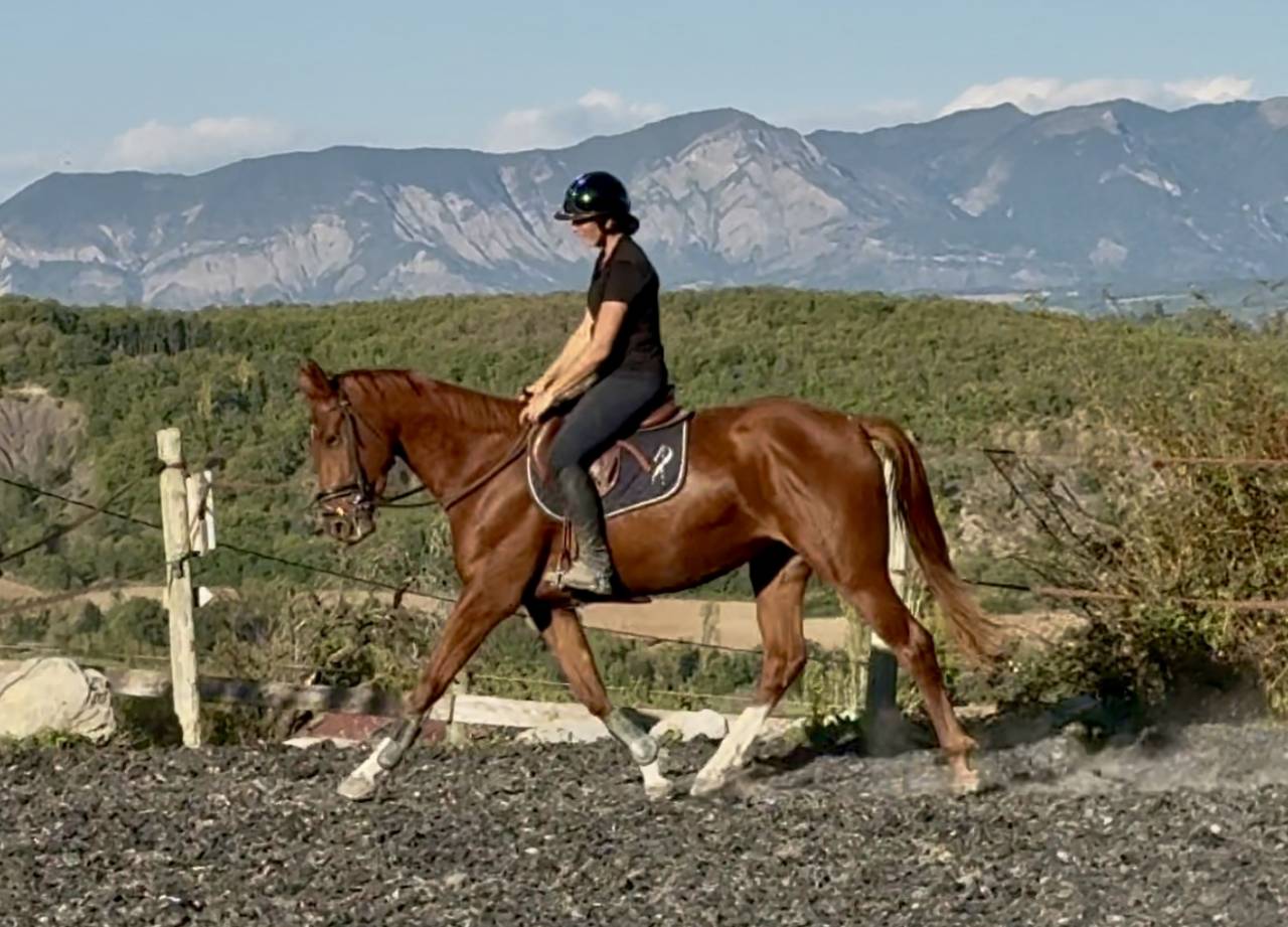 Yegua Silla Francés En venta 2022 Alazán por papillon de l'odyssee