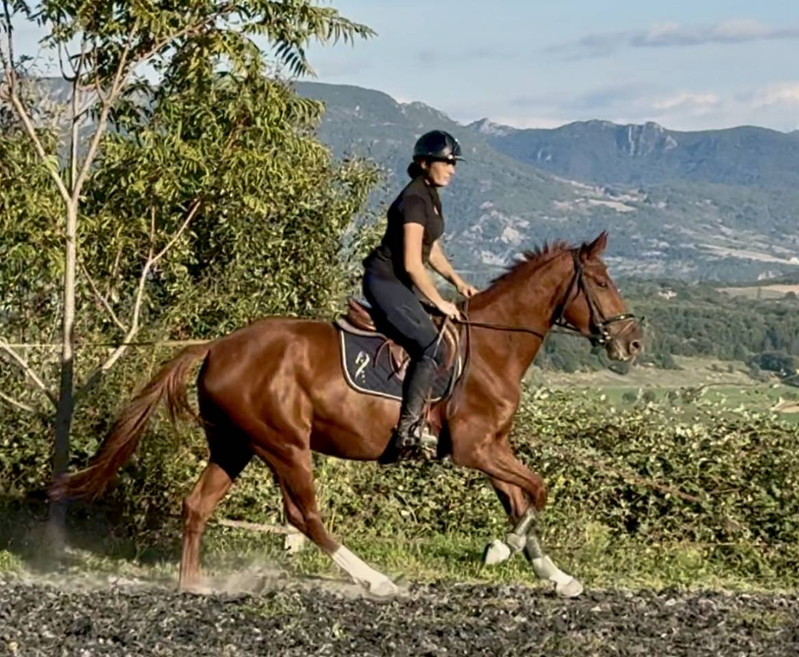 Yegua Silla Francés En venta 2022 Alazán por papillon de l'odyssee