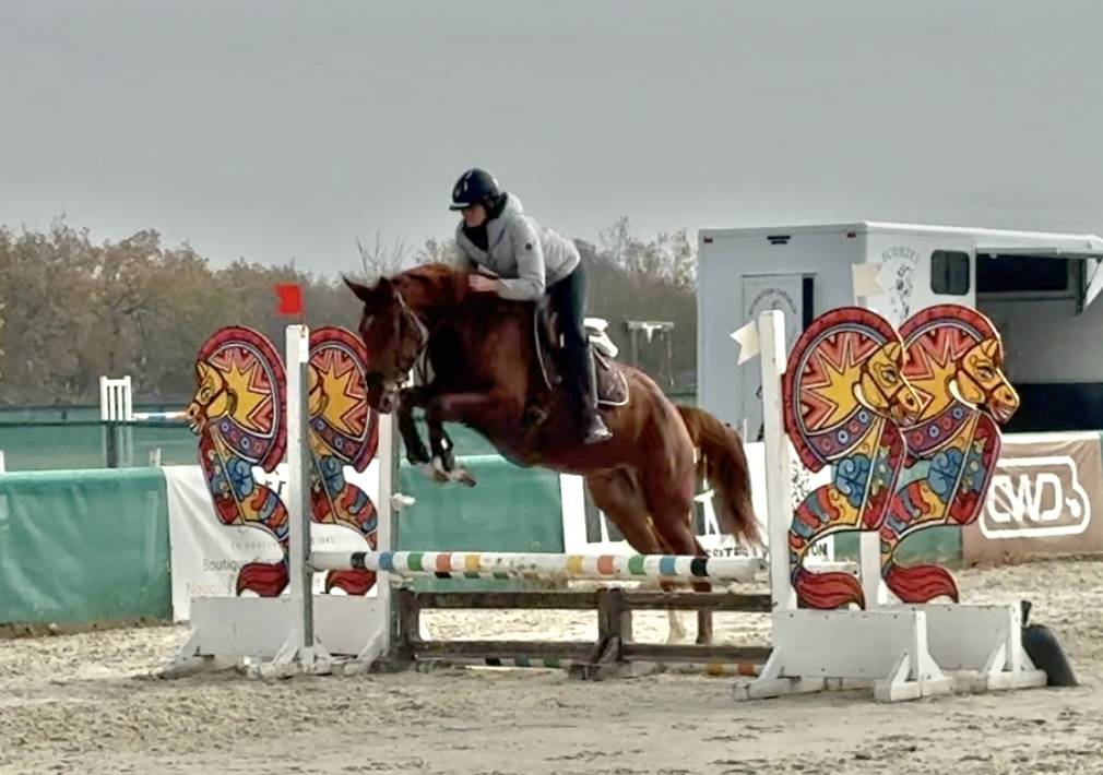 Yegua Silla Franc&eacute;s En venta 2022 Alaz&aacute;n por papillon de l'odyssee