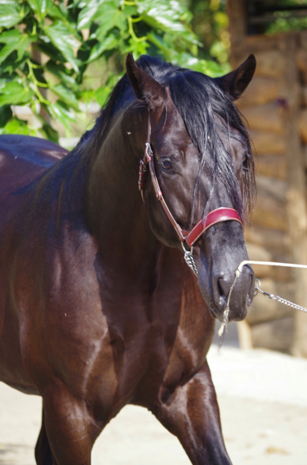Caballo castrado PRE Pura Raza Española En venta 2014 Negro por FRESCACHON II