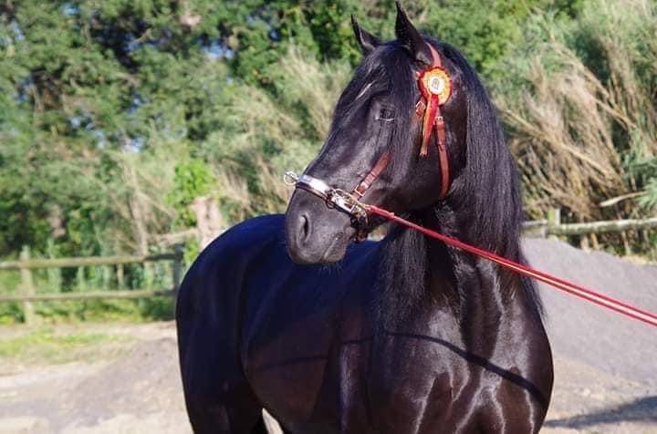 Caballo castrado PRE Pura Raza Española En venta 2014 Negro por FRESCACHON II