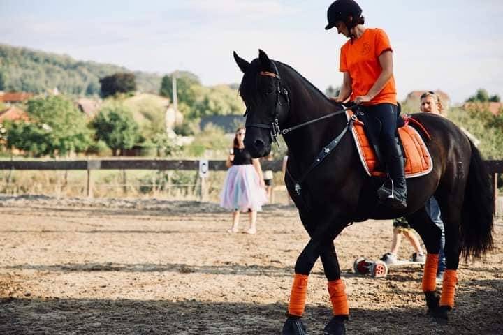 Caballo castrado PRE Pura Raza Española En venta 2014 Negro por FRESCACHON II
