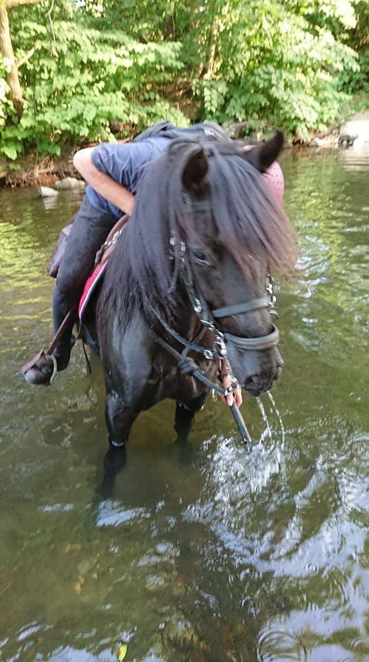 Caballo castrado PRE Pura Raza Española En venta 2014 Negro por FRESCACHON II