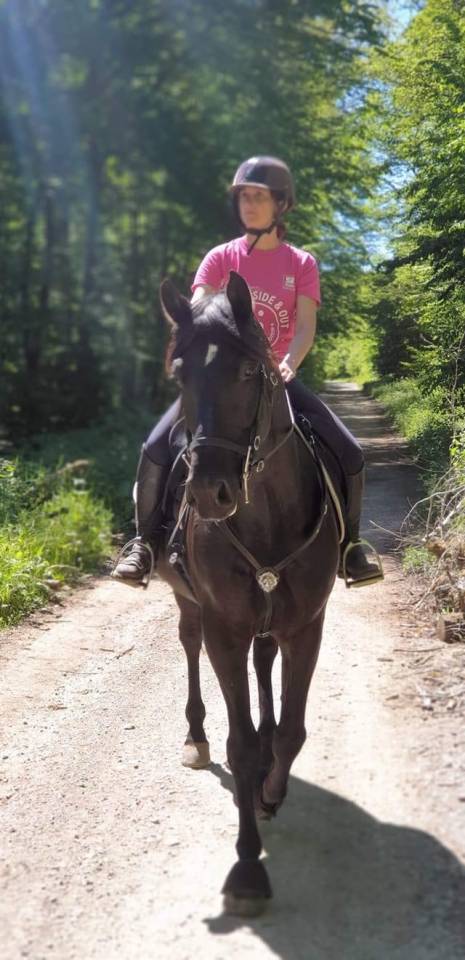 Caballo castrado PRE Pura Raza Española En venta 2014 Negro por FRESCACHON II