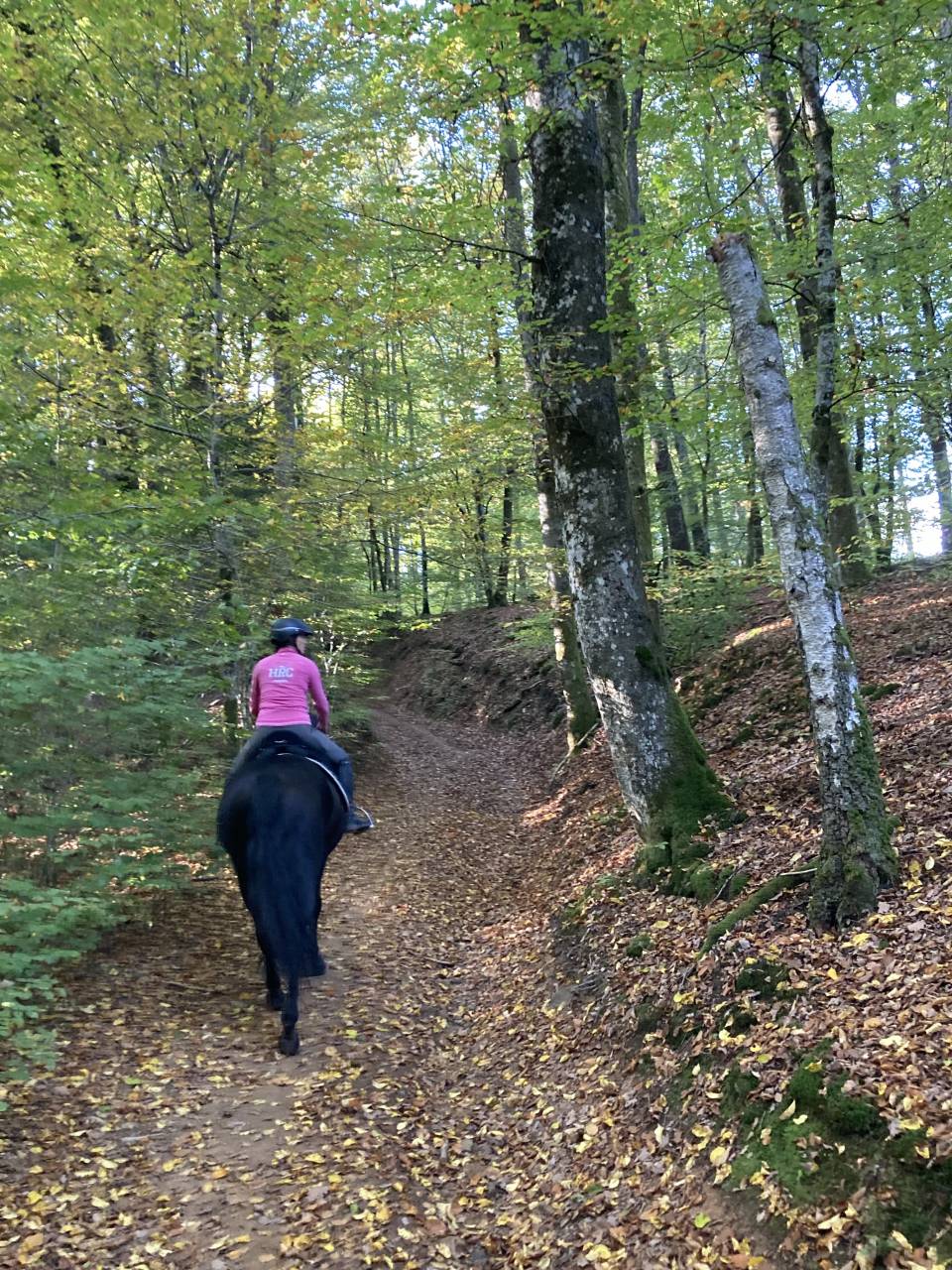 Caballo castrado PRE Pura Raza Española En venta 2014 Negro por FRESCACHON II