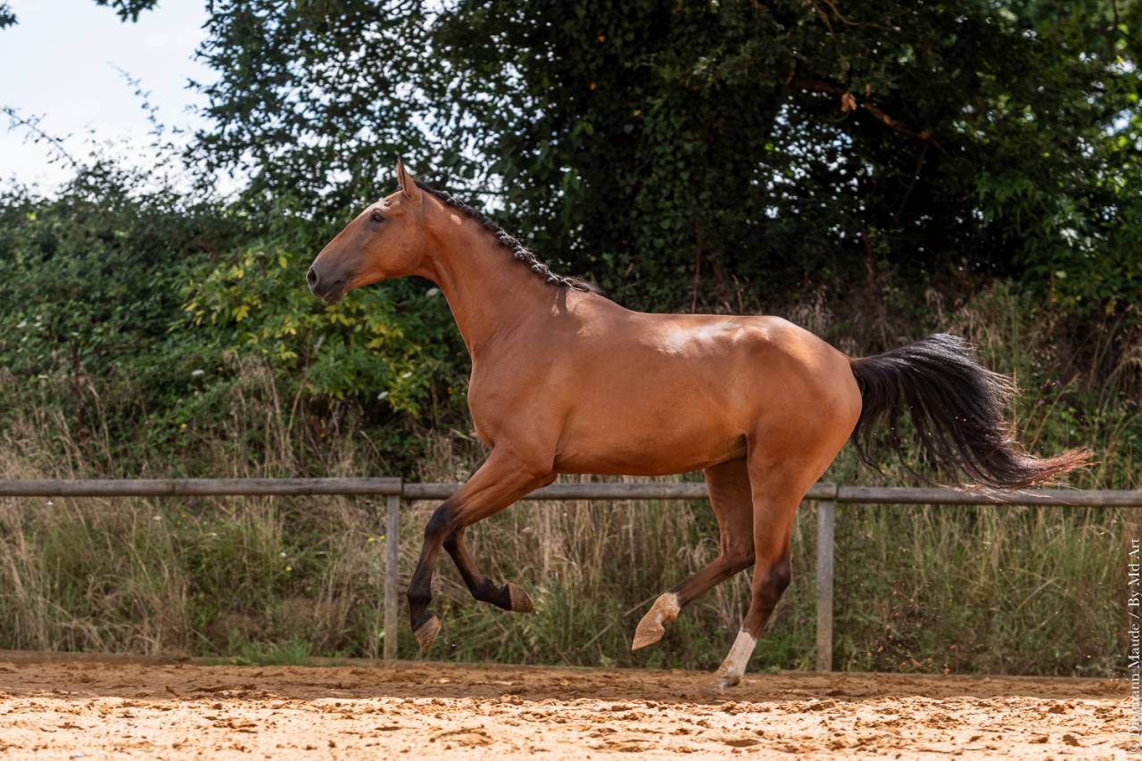 Caballo castrado Lusitano En venta 2019 Bayo