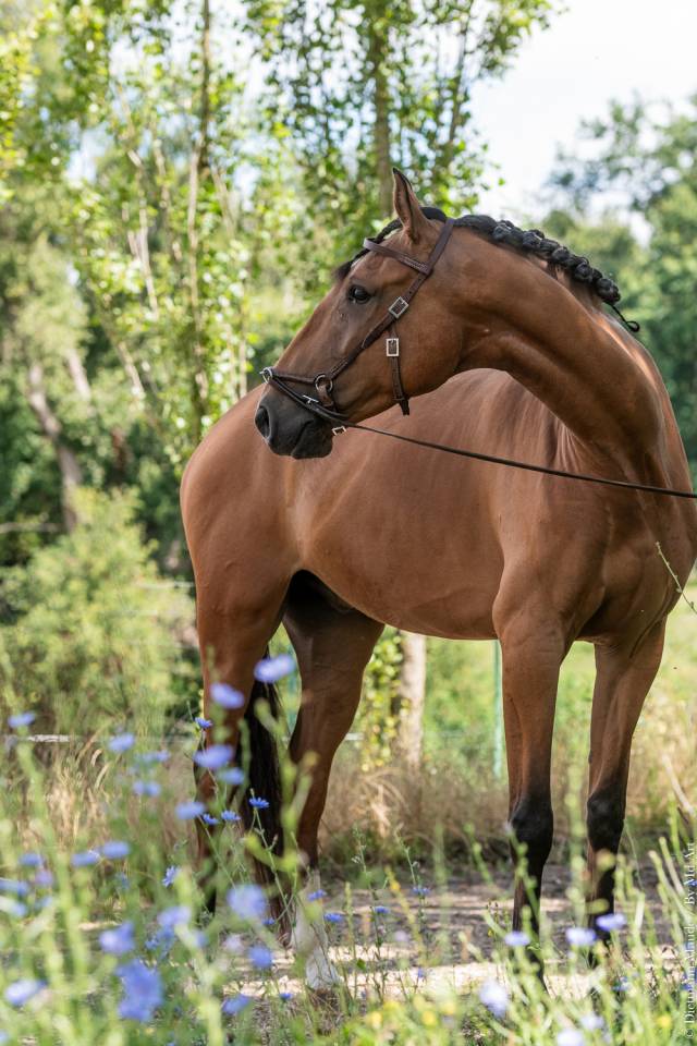 Caballo castrado Lusitano En venta 2019 Bayo