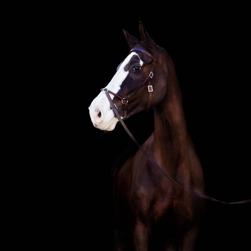 Yegua Silla Francés En venta 2017 Alazán tostado