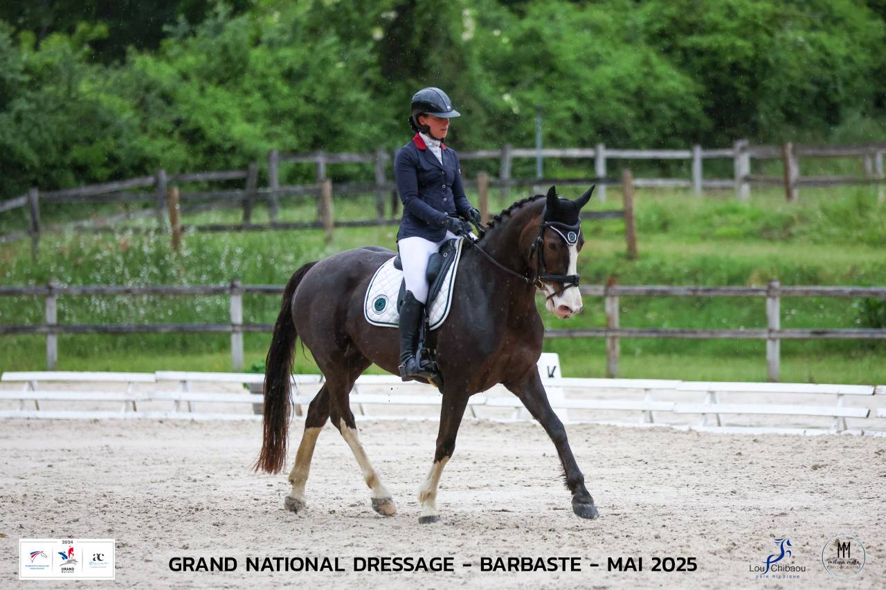 Yegua Silla Francés En venta 2017 Alazán tostado