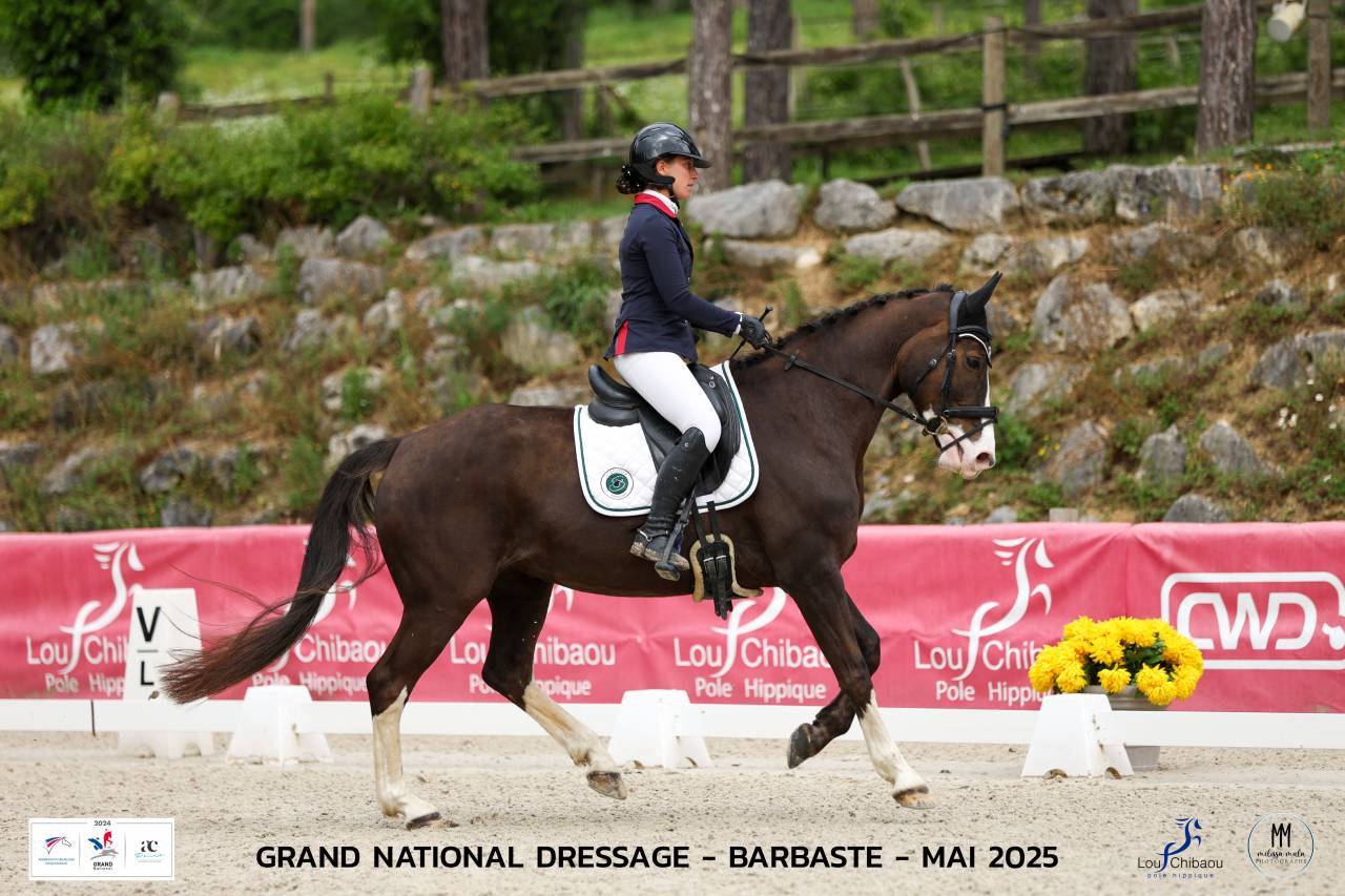 Yegua Silla Francés En venta 2017 Alazán tostado