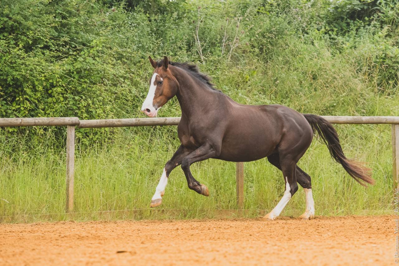 Yegua Silla Franc&eacute;s En venta 2017 Alaz&aacute;n tostado