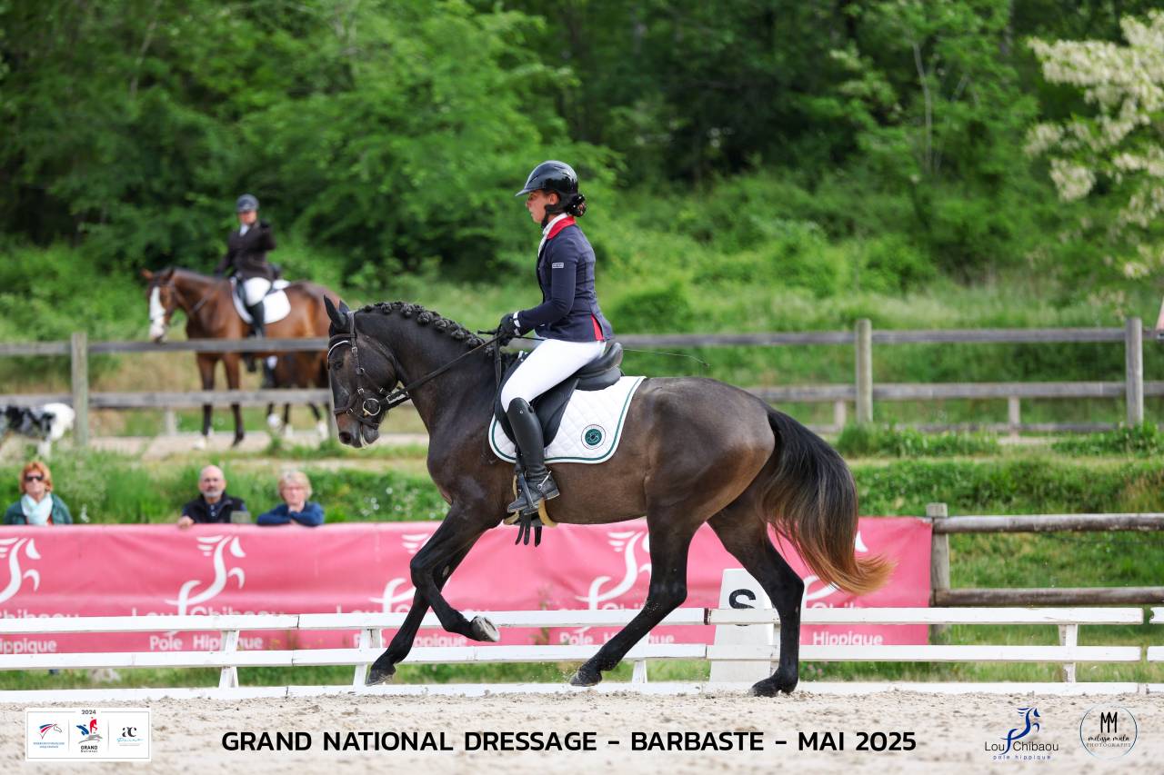 Caballo entero Lusitano En venta 2021 Tordo