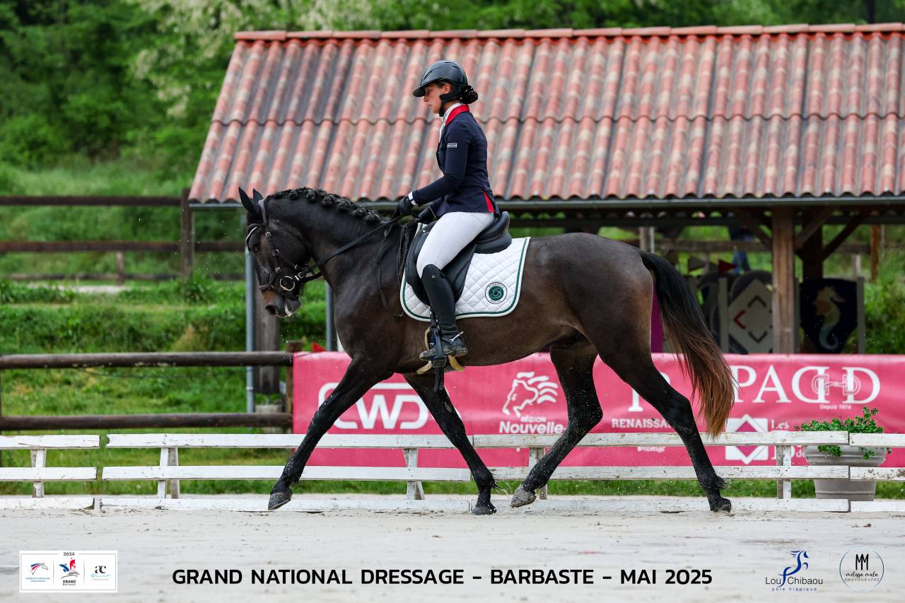 Caballo entero Lusitano En venta 2021 Tordo