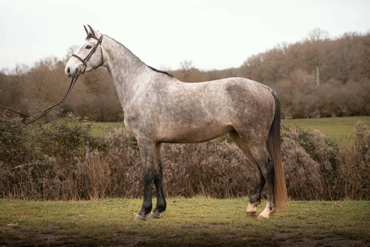Caballo castrado Silla Franc&eacute;s En venta 2022 Tordo por MASTER VAN DE HELLE