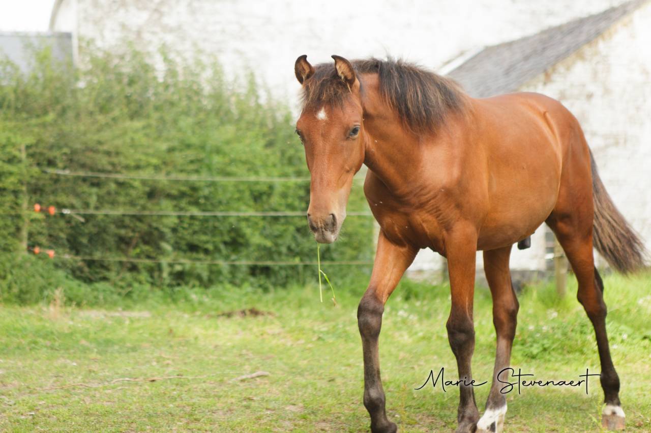 Caballo castrado PRE Pura Raza Española En venta 2023 Bayo