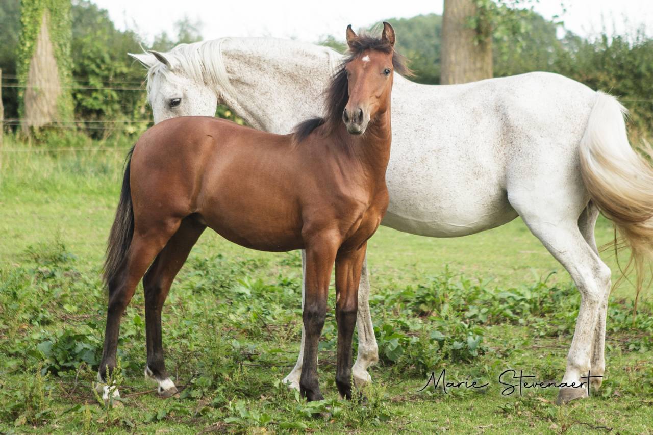 Caballo castrado PRE Pura Raza Española En venta 2023 Bayo