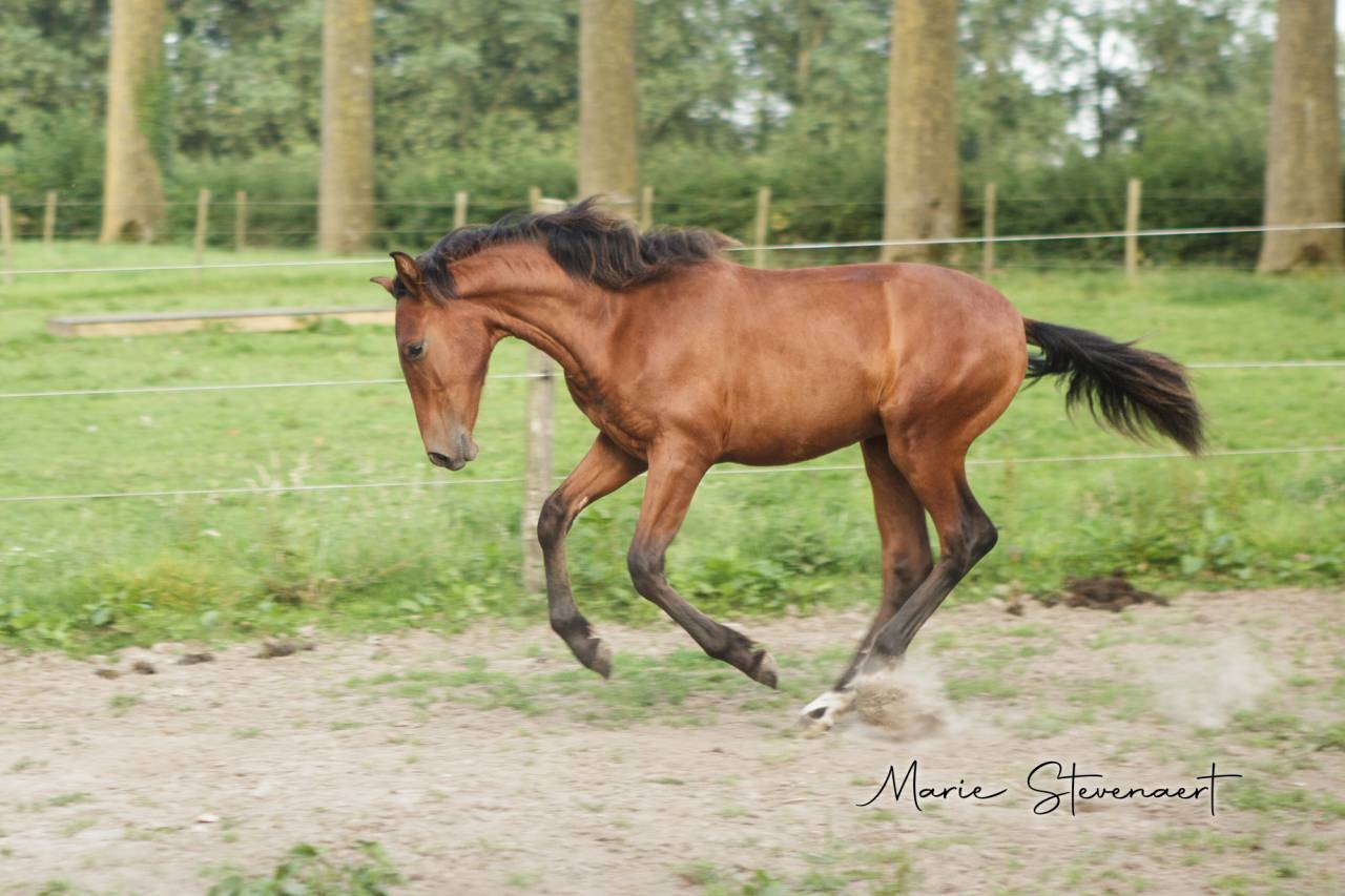 Caballo castrado PRE Pura Raza Española En venta 2023 Bayo