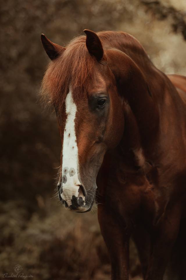 Caballo castrado PRE Pura Raza Española En venta 2023 Bayo