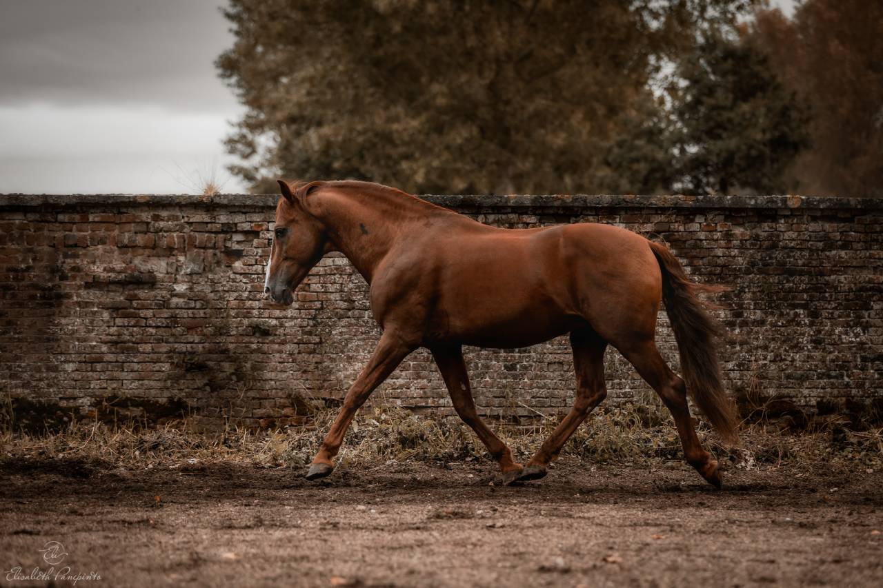 Caballo castrado PRE Pura Raza Española En venta 2023 Bayo