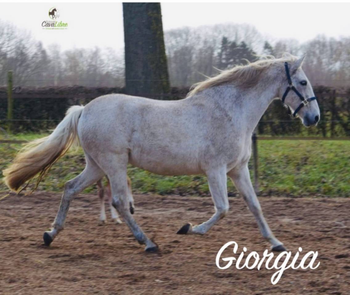 Caballo castrado PRE Pura Raza Española En venta 2023 Bayo