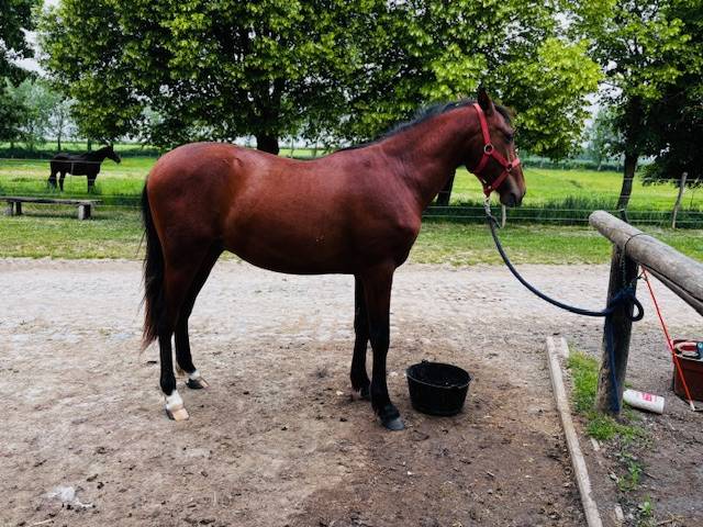 Caballo castrado PRE Pura Raza Española En venta 2023 Bayo