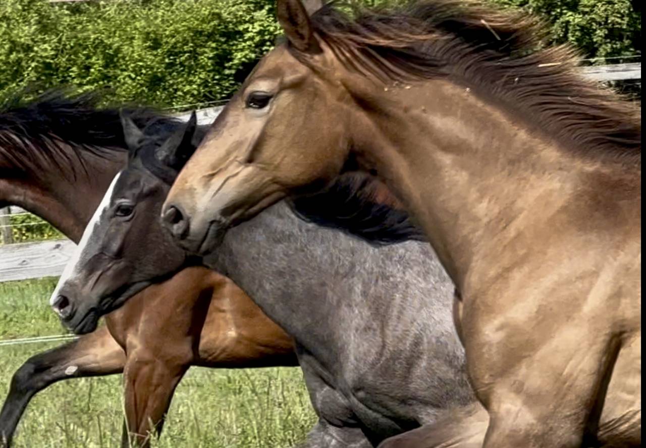 Potranca CDF - Caballo de doma francesa En venta 2024 Dun por idem du peyron