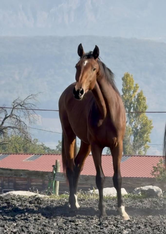 Potranca Zangersheide En venta 2023 Bayo por hortus d'hoogpoort