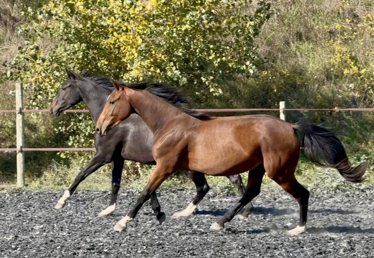 Potranca Zangersheide En venta 2023 Bayo por hortus d'hoogpoort