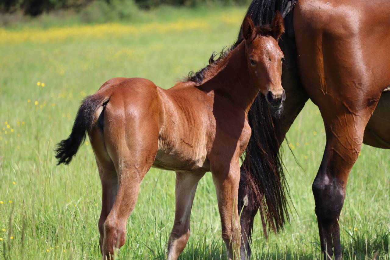 Potranca Silla Francés En venta 2025 Bayo por Joker d'Euskadi