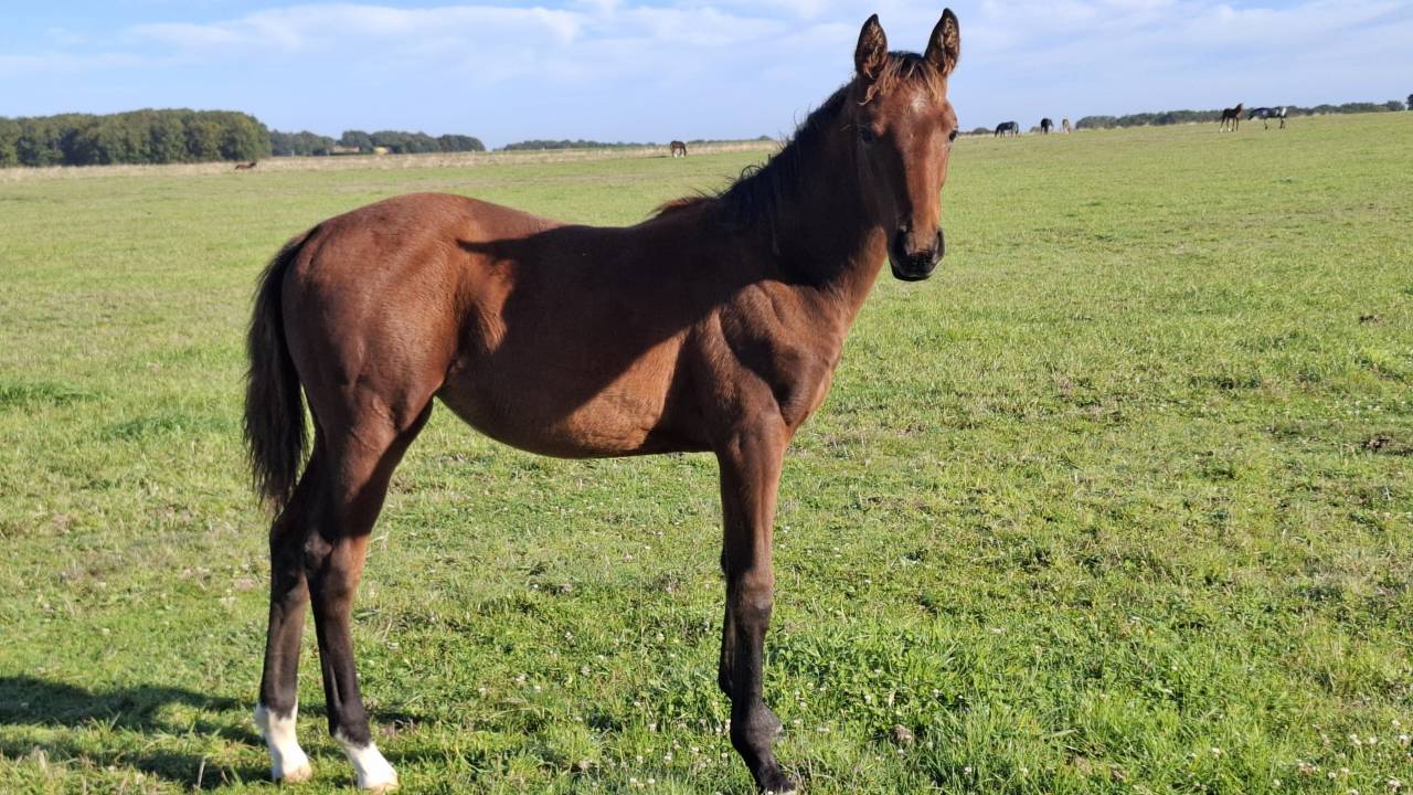 Potranca Silla Francés En venta 2025 Bayo por Joker d'Euskadi