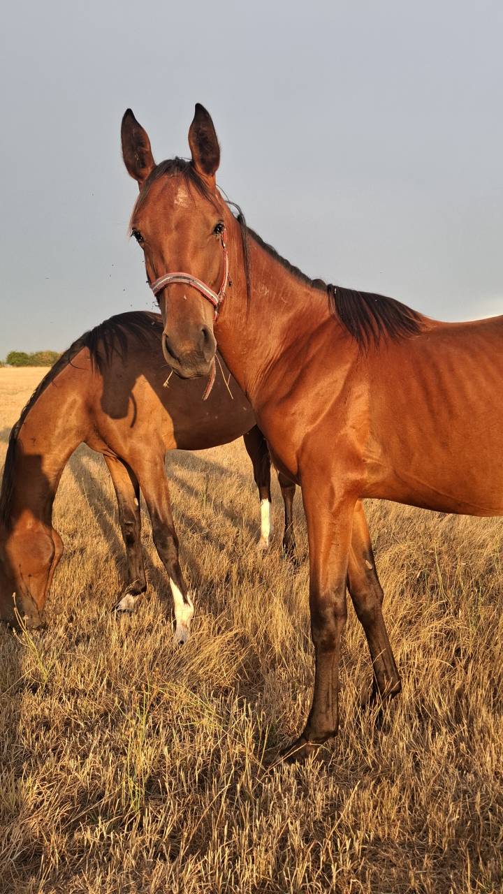 Potranca Silla Franc&eacute;s En venta 2025 Bayo por Joker d'Euskadi
