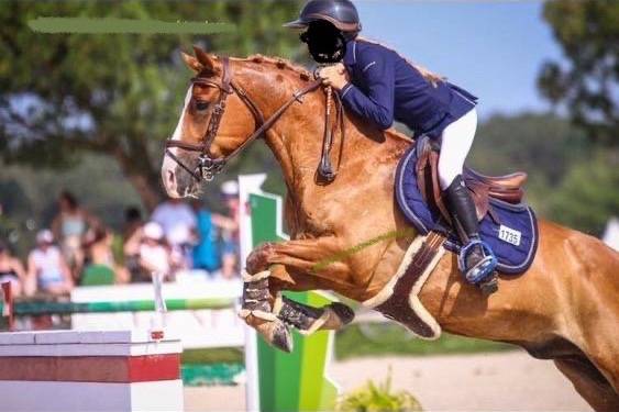 Caballo castrado PFS Poni Françés de Silla En venta 2010 Alazán por Selliany candy