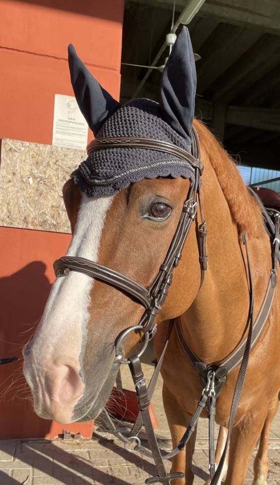 Caballo castrado PFS Poni Françés de Silla En venta 2010 Alazán por Selliany candy