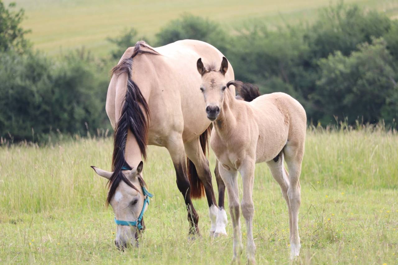Potro PFS Poni Françés de Silla En venta 2025 Isabelo por Usandro Tilia Derlenn