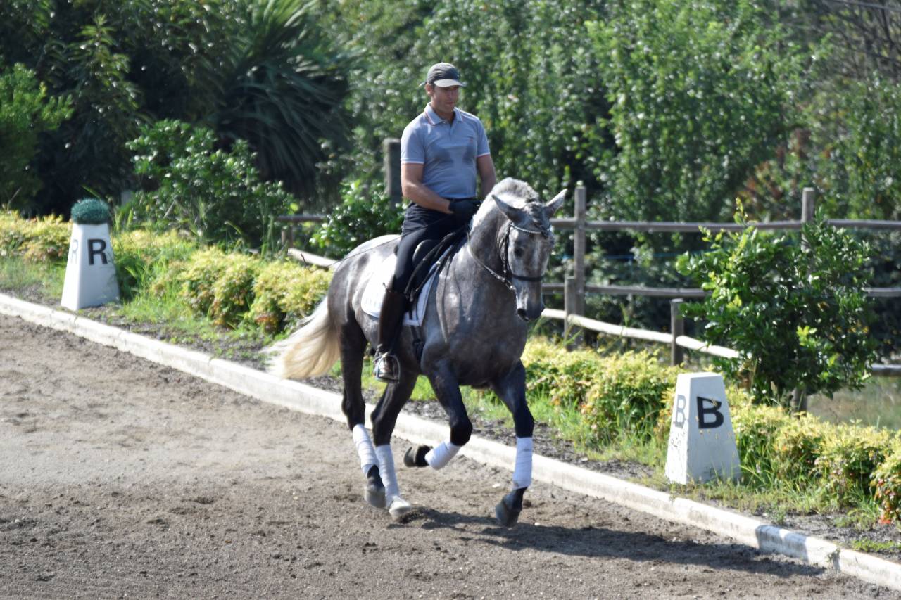 ✨ GARBOSO – PRE castrado de 4 años | Elegancia joven