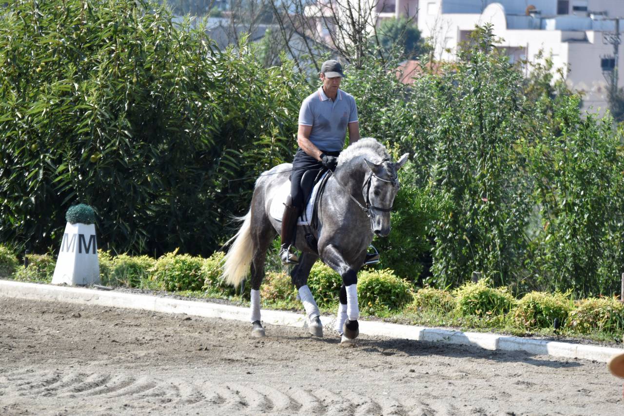 ✨ GARBOSO – PRE castrado de 4 años | Elegancia joven