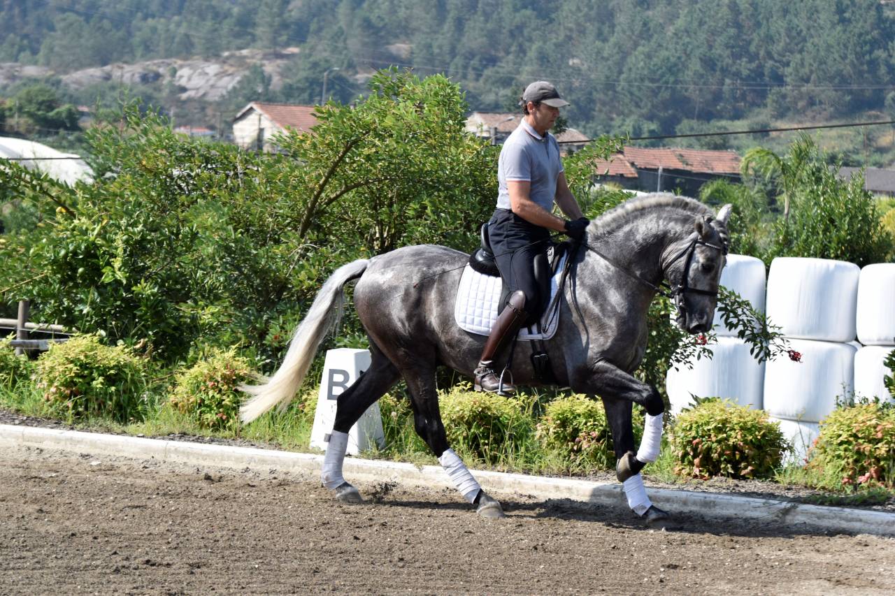 ✨ GARBOSO – PRE castrado de 4 años | Elegancia joven