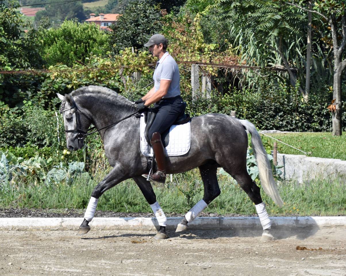 ✨ GARBOSO – PRE castrado de 4 años | Elegancia joven
