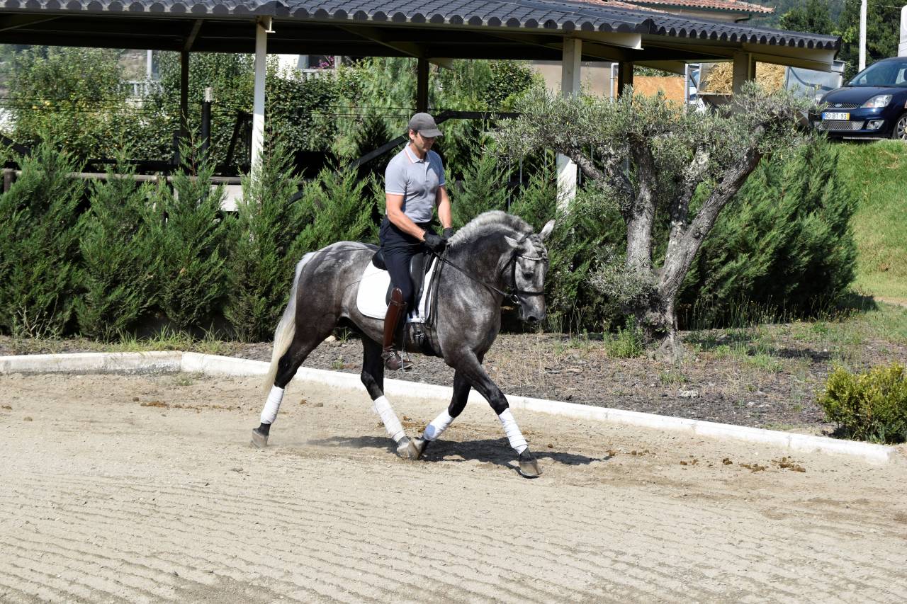 ✨ GARBOSO – PRE castrado de 4 años | Elegancia joven