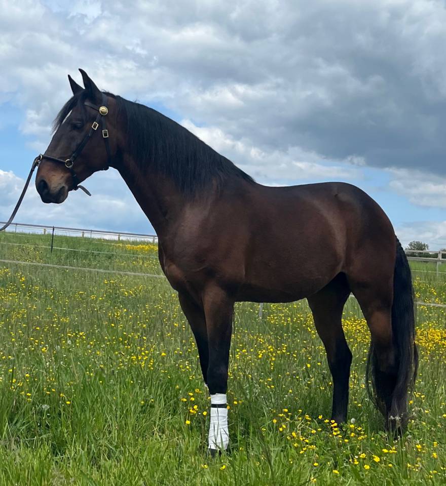 Caballo castrado Lusitano En venta 2015 Bayo por SOLERA