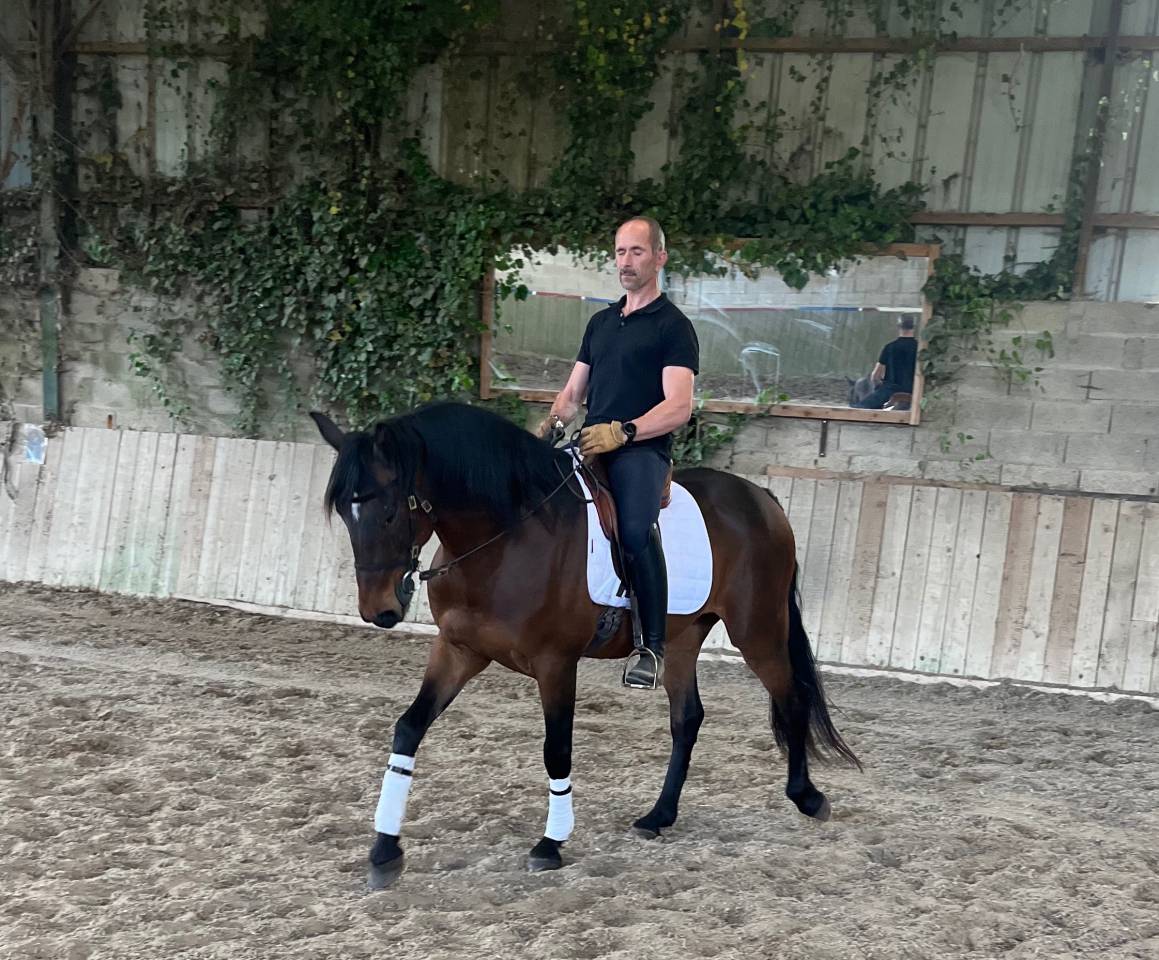 Caballo castrado Lusitano En venta 2015 Bayo por SOLERA