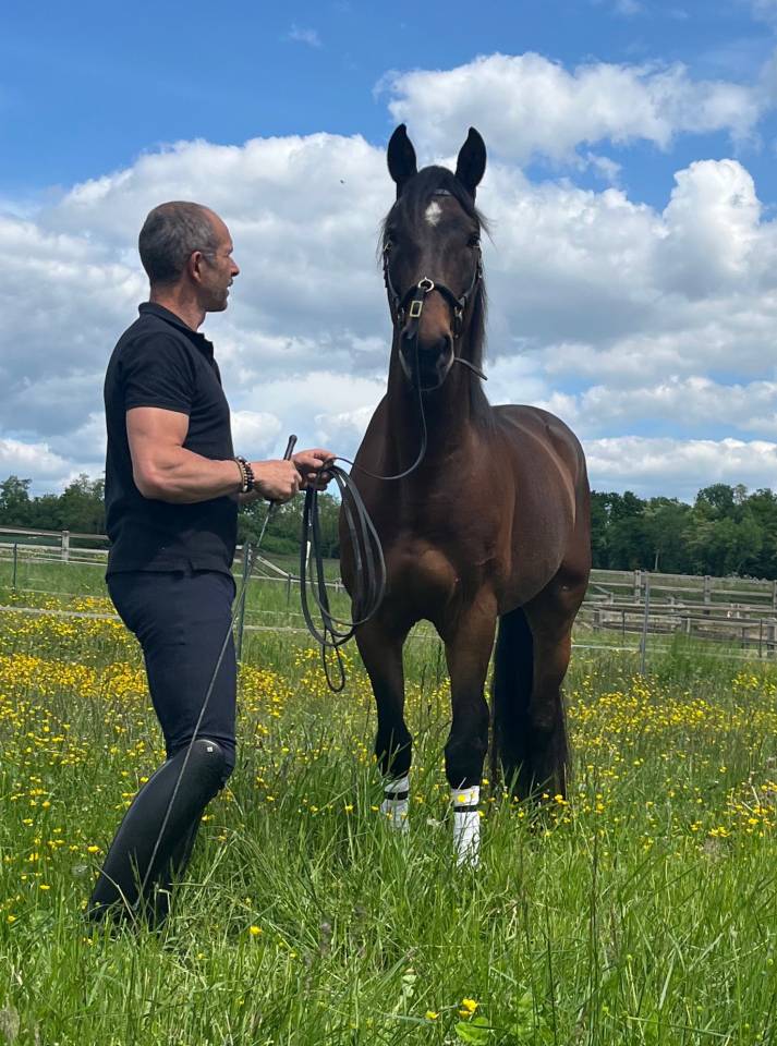 Caballo castrado Lusitano En venta 2015 Bayo por SOLERA