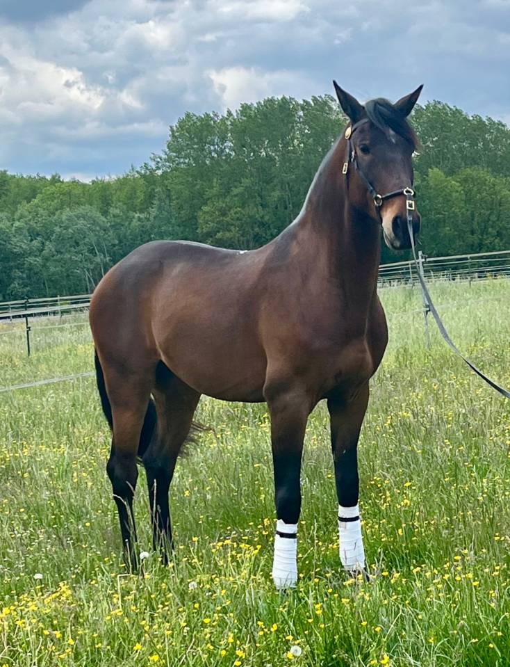 Caballo castrado Lusitano En venta 2015 Bayo por SOLERA