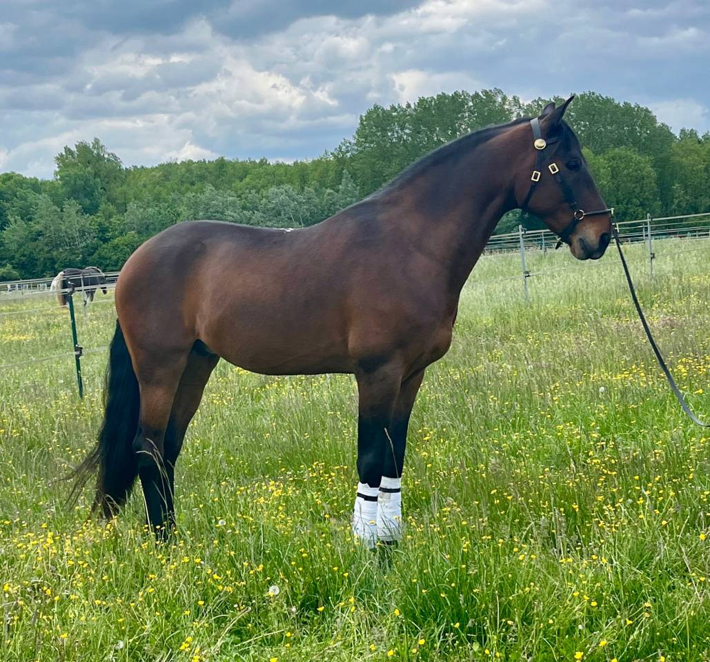 Caballo castrado Lusitano En venta 2015 Bayo por SOLERA