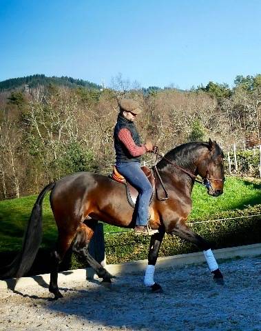 Caballo castrado Lusitano En venta 2015 Bayo por SOLERA