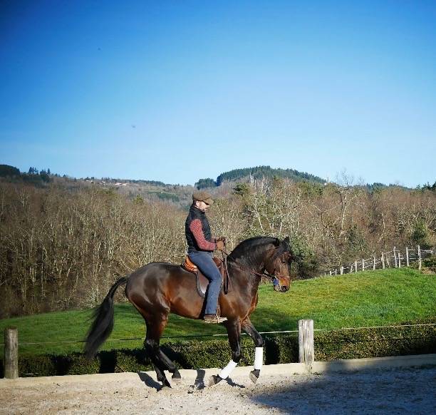 Caballo castrado Lusitano En venta 2015 Bayo por SOLERA