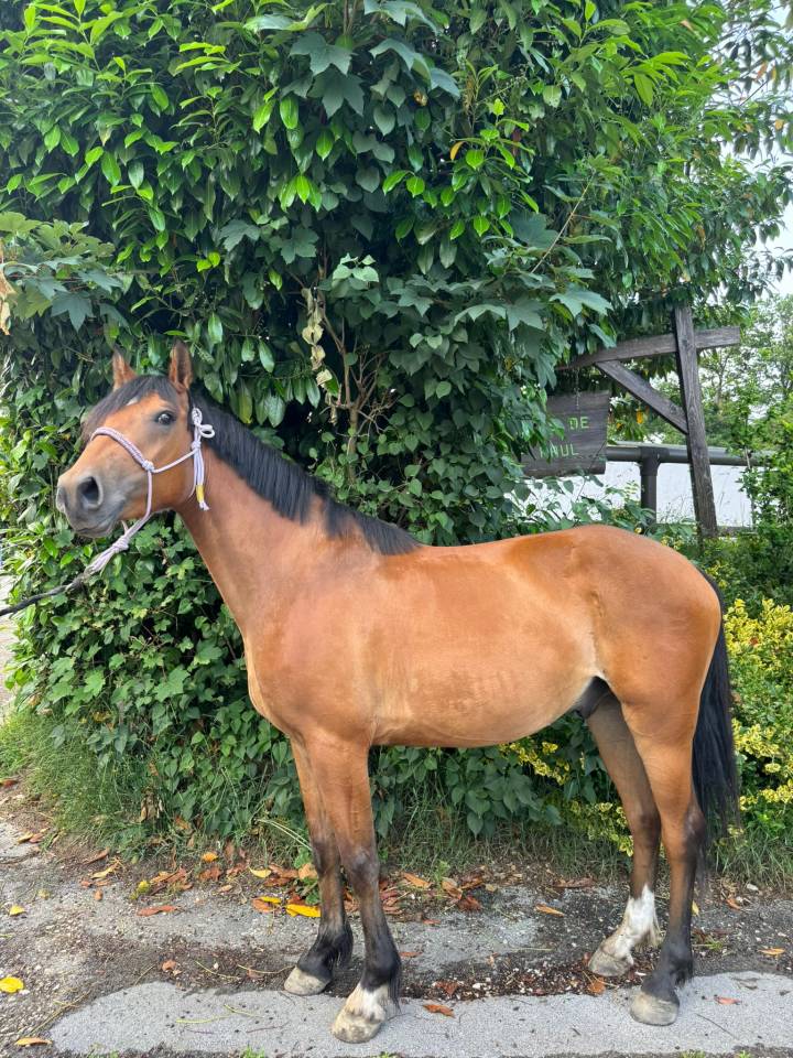 Caballo castrado Silla Francés En venta 2022 Bayo por quilvaro de lyr